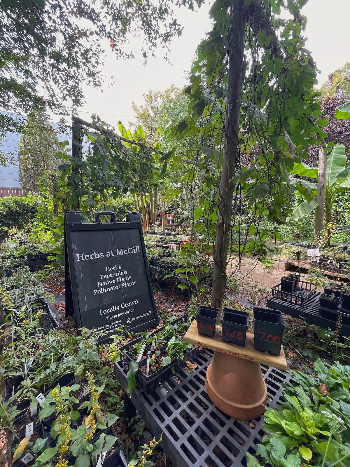 Variety of herbs and perennial plants at Herb's at McGill in Optimist Park Charlotte