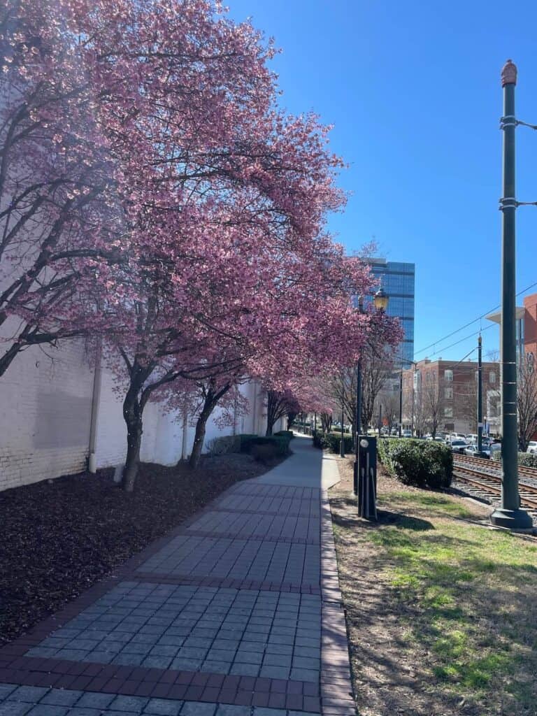 Beautiful pink cherry blossoms along the Rail Trail in South End Charlotte.