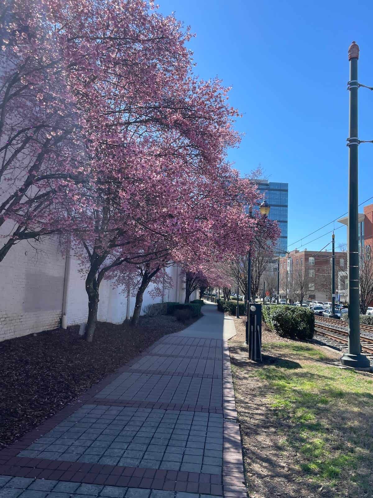 Beautiful pink flowering trees along a city sidewalk in springtime.